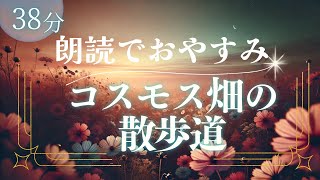 【作業用】おやすみ朗読『コスモス畑の散歩道』寝落ちできる読み聞かせ朗読【睡眠導入】 [upl. by Kerry]