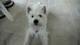 Talking Westie pup says Mama [upl. by Gleason]