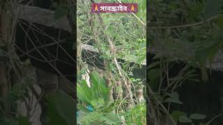 আমি মিঠু শালিক আমাকে তোমাদের কেমন লাগে বন্ধুরা🐦🥰 salikpakhishortvideos viralvideo ❤️ [upl. by Evante]