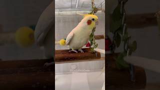 Adorable Cockatiel Serenades❤️ cockatielscraze [upl. by Liponis817]