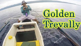 Golden Trevally  Fishing Philippines fishing viral jigging trevally trending adventure [upl. by Hoashis]