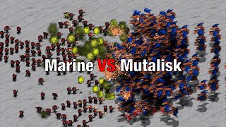 Can 250 Marines beat 200 Mutalisks [upl. by Doowle662]