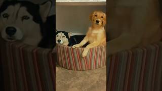 Popcorn ne ki Snowbell se Fight 🤼  funnytrendingshorts [upl. by Ppilihp]