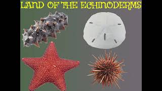 Land Of The Echinoderms [upl. by Hanna]