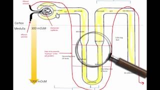 Reabsorption in the nephron [upl. by Flora444]