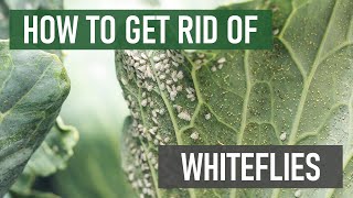 How to Get Rid of Whiteflies 4 Easy Steps [upl. by Ennirroc]