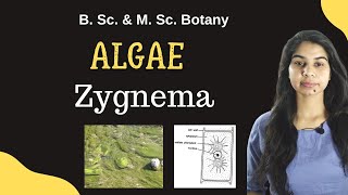 ALGAE  Zygnema  Botany  B Sc amp M Sc [upl. by Hazel]