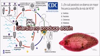 Parasitologia Humana  preguntas comentadas 1  Clases de medicina [upl. by Maffei]