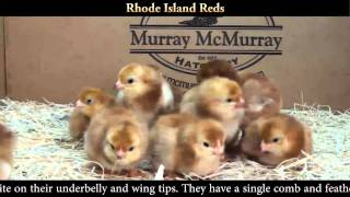 Rhode Island Red Chicks [upl. by Ahtan]