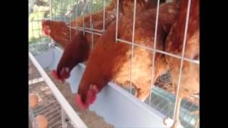 Hitech poultry  BV  380 cage  മുട്ട കൃഷി  Poultry Chicken Cages  Hitech chicken cage [upl. by Yanat]