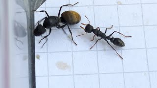 Camponotus chilensis Chile vs Myrmecia urens Australia 27072024 [upl. by Chase39]