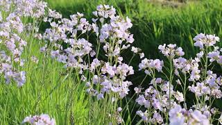 1 minuut natuur pinksterbloemen  cuckoo flowers  cresson des prés  WiesenSchaumkraut [upl. by Llert]