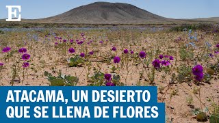 CHILE  El increíble espectáculo del desierto que florece en Atacama  EL PAÍS [upl. by Eirelav611]