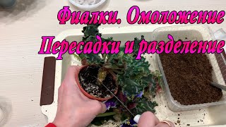 Фиалки Омоложение разделение и пересадки [upl. by Chelsey706]