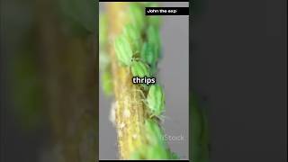 Thrips  Fun Fact [upl. by Jody346]