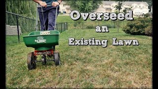 How To Overseed An Existing Lawn  Fall Lawn Renovation and Overseeding Step 4 [upl. by Ella]