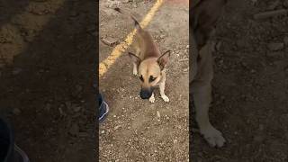 Caramelo cachorro youtubeshorts animais viralshort pets [upl. by Georgianna66]