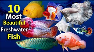 10 Most Beautiful Freshwater Fish for Aquarium [upl. by Belayneh866]