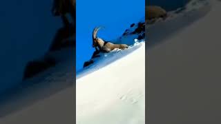 ibex animal on snow caped mountains pets animals animalshorts [upl. by Acirehs]