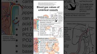 Blood gas values of umbilical vessels [upl. by Alikahs743]