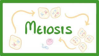 GCSE Biology  Meiosis 70 [upl. by Stevy]