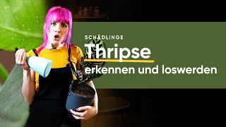 Thripse effektiv bekämpfen und loswerden Tipps und Tricks  feey 🌱 [upl. by Kovacs517]