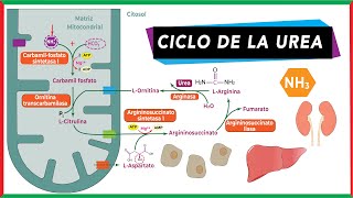 Ciclo de la urea  Catabolismo de aminoácidos [upl. by Val]