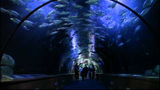 TUNEL TEMPLADOS OCEANOGRAFIC VALENCIA [upl. by Aneekat]