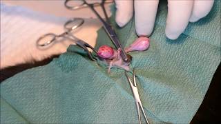 Male Cat Castration  ligature technique using double suture thread absorbable [upl. by Vasili]