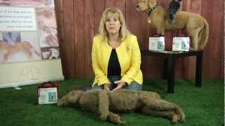 Pet First Aid with Denise Fleck  How to check your pet vitals [upl. by Cheng]