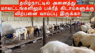 BIG HORN Sheep for 2023 Bakrid in Chennai  Sheep Farm [upl. by Lunette354]