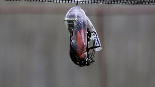 Adult Monarch Butterfly Emerges from its Chrysalis [upl. by Truc]