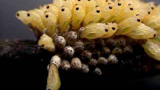 Giant water bugs hatching [upl. by Ratib]