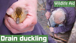 Tiny baby duck RESCUED after falling down a storm drain [upl. by Nohsav]