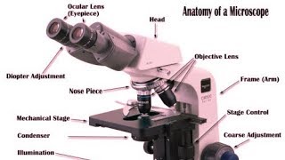 Parts of Microscope and how to use and set Light Microscope in an easy way [upl. by Setiram552]