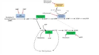 Pyrimidine Synthesis and Salvage Pathway [upl. by Revorg]