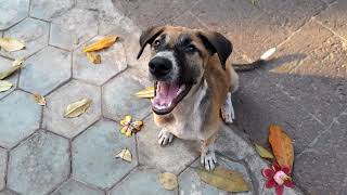 Poor little abandoned puppy hungry asking food from me in Pagoda [upl. by Vally]