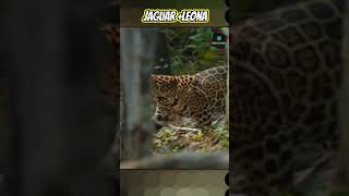 Jagleón El Intrigante Híbrido entre Jaguar y Leona 😨 animalesfantasticos [upl. by Airdnas917]