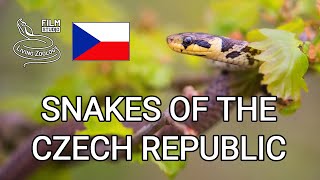 Snakes of the Czech Republic full nature documentary wild reptiles of Europe [upl. by Assyn]