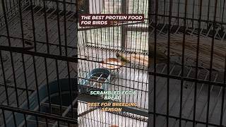 Best Protein food for birds egg bread season 2025lovebirds budgies finches [upl. by Ayardna]