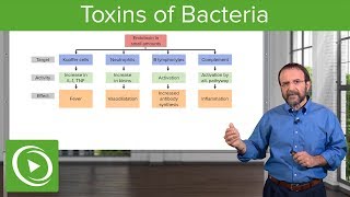 Bacteria Toxins Exotoxins Endotoxins amp MembraneDamaging Toxins – Microbiology  Lecturio [upl. by Ashleigh]