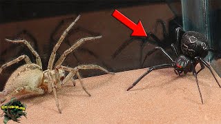 Arañas venenosas en ACCIÓN VIUDA Negra y Araña EMBUDO en un EPICO encuentro [upl. by Shiroma]