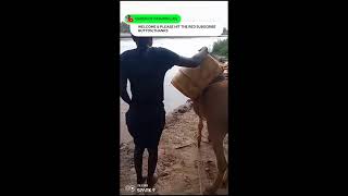 MY DONKEY 🐴amp I TAKES DIRTY WATERDRINKING amp WE ARE HEALTHYVILLAGE LIFESEE THIS [upl. by Aicirtal135]