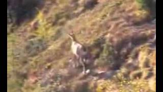 chamois de chaillol N°10mountain hunting french [upl. by Harmaning]