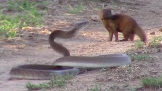 Brave Mongoose Tackles Lethal Black Mamba Snake [upl. by Opportuna]