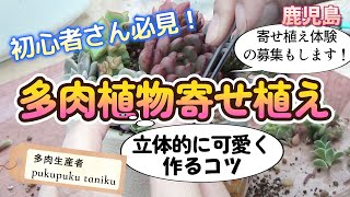 【多肉植物 寄せ植え】立体的に可愛く作るコツ♡ 初心者さん必見 ワーク用の見本を作成します！ 多肉生産者「pukupuku taniku」 [upl. by Jaycee]