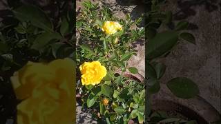 Rose plants care Tipsplants garden trending youtubeshorts shorts [upl. by Dorlisa]