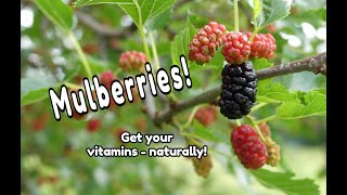 Mulberry Tree Identification and Nutrients [upl. by Nnairac]