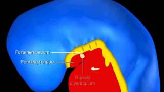 Development of the Pharyngeal Area of the Embryo [upl. by Garcia]