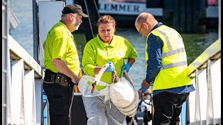 Zwanen besmeurd na lekkage 200 liter olie 2e Werkhaven Botlek Rotterdam [upl. by Chan]